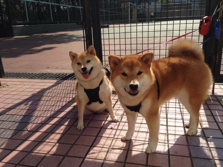 收割者的狂舞，苏格兰洪都拉斯之战，卡瓦哈尔全程高能输出铸就传奇