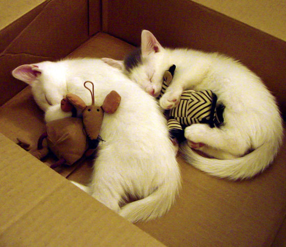 华体会体育-时间裂缝中的焦点战，活塞与步行者的排名终章