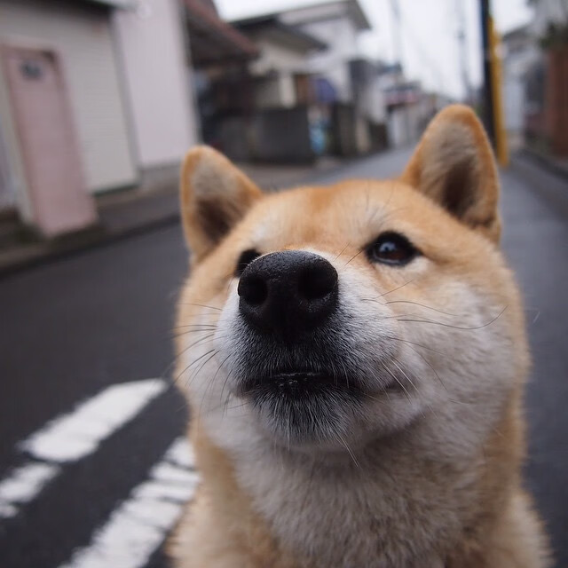 华体会登陆-在轰鸣与呐喊之间，当霍勒迪的公路成为黄蜂的主场
