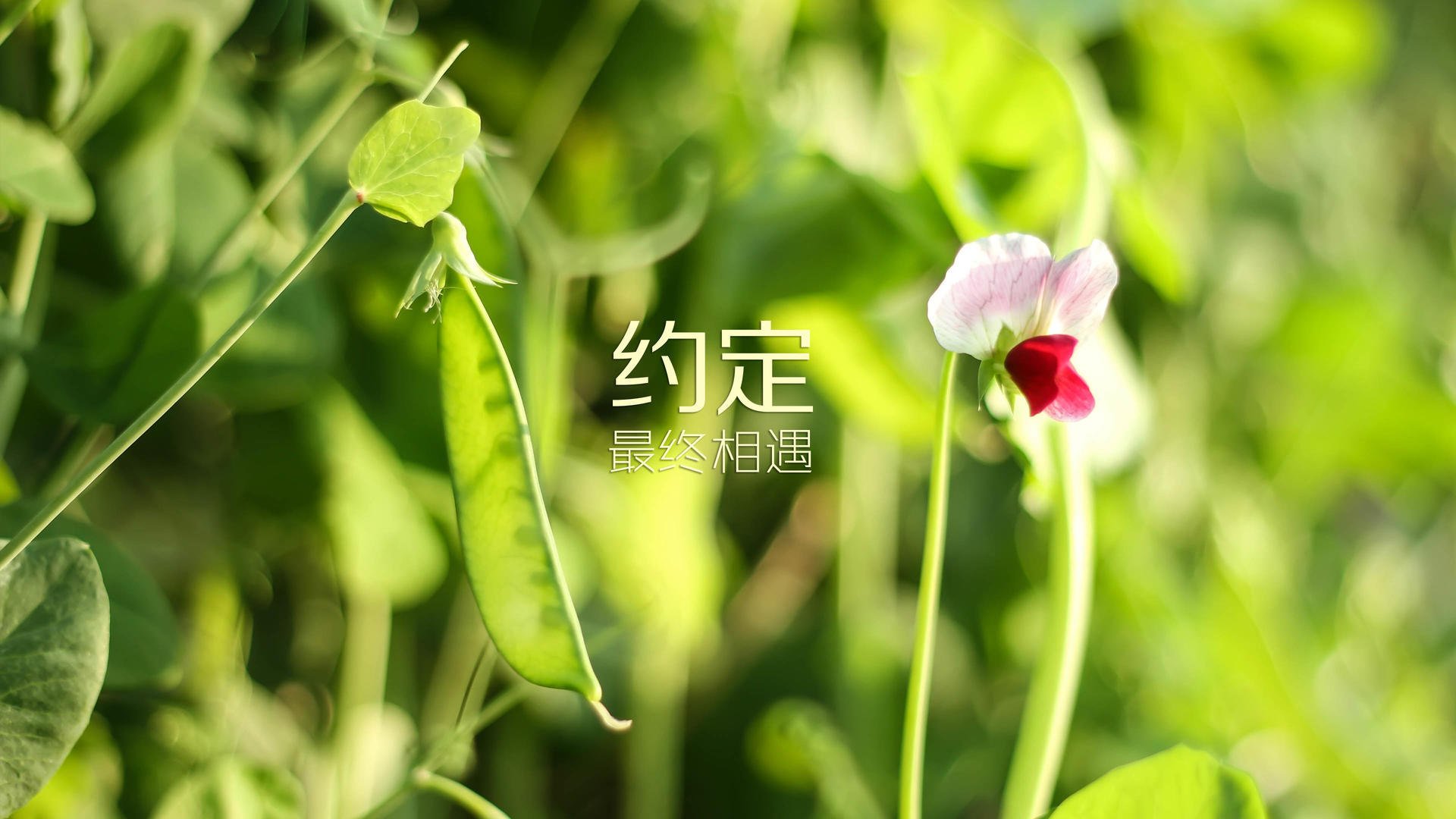 当CBA邂逅NBA，一场无法复刻的传奇—马克西攻防封神，深圳队缔造唯一性时刻